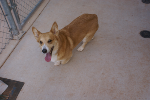 BAXTER_1.png