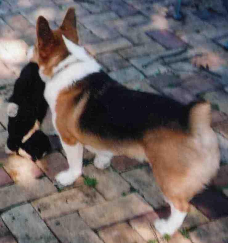 Bailey_Toy.jpg
