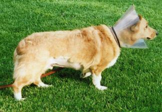 Beau_-_E_collar002.jpg