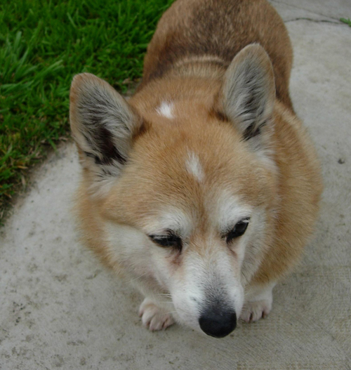 butterball.jpg