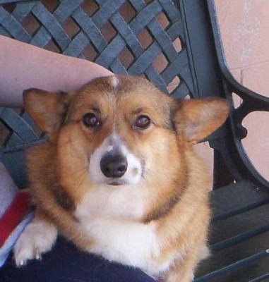 dolly_Corgi.jpg