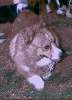 BILLYBOB_FACE_3-12-03.JPG