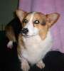 Boggie_male_corgi.jpg