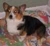 Brandi_Corgi__Sitting.jpg