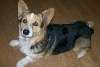CA568_my_corgi.jpg