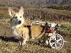 Dewey__s_cart_max.jpg