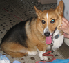 Dog-1.png