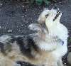 Doggies2_013.jpg