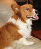 Fiona_proud_petfinder.jpg