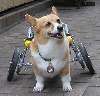 K9newCorgi.jpg