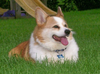 Kirby.png