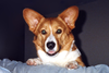 Lil___Handsome-1.png