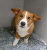 Ozzy.jpg