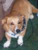 Dutch_in_Clarkeville_TN_Corgi_