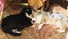 Mikey.jpg