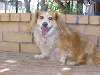 corgi.jpg