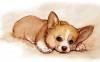 puppyLeoa.jpg