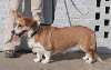 Red:Wht_Corgi_Gabby.jpg