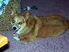 Sparkles_the_Corgi.jpg