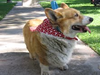 Toby_A.png
