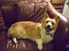 Truman_6-23-09.png