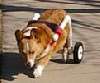 Winstondogstogo.jpg