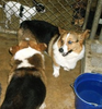 corgi_062.png