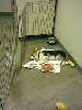 corgipup_023.jpg