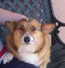 dolly_Corgi.jpg