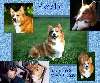 fletcher_collage.JPG