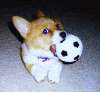 soccerpup.jpg